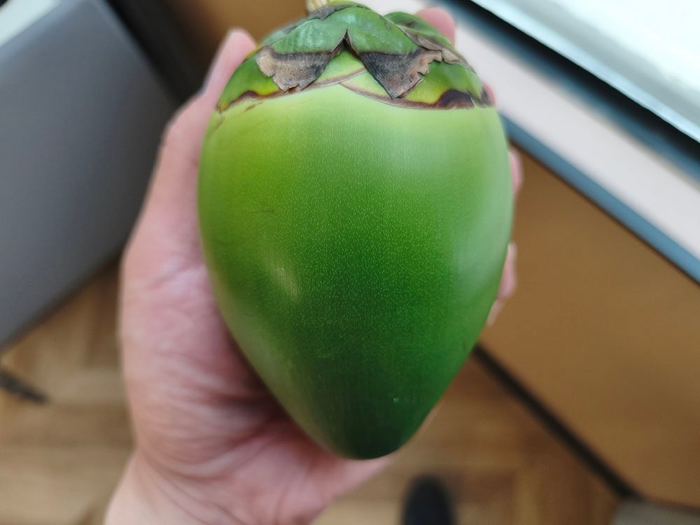 Baby Coconut